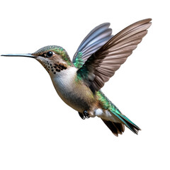 Hummingbird