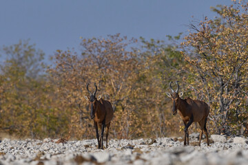 Red Hartebeest (Alcelaphus buselaphus caama ) approaching a waterhole in Etosha National Park, Namibia   