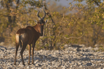 Red Hartebeest (Alcelaphus buselaphus caama ) approaching a waterhole in Etosha National Park, Namibia   