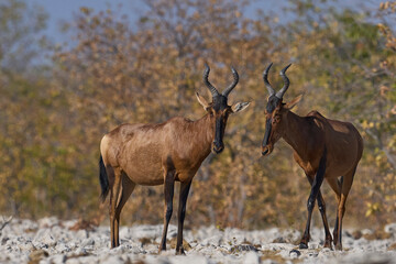 Red Hartebeest (Alcelaphus buselaphus caama ) approaching a waterhole in Etosha National Park, Namibia   