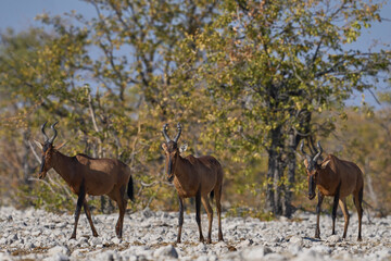 Red Hartebeest (Alcelaphus buselaphus caama ) approaching a waterhole in Etosha National Park, Namibia   