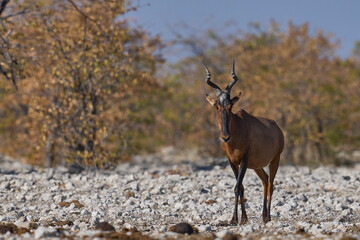 Red Hartebeest (Alcelaphus buselaphus caama ) approaching a waterhole in Etosha National Park, Namibia   