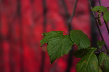close up of leaves