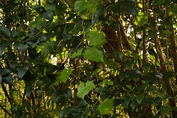 Urban park in the evening