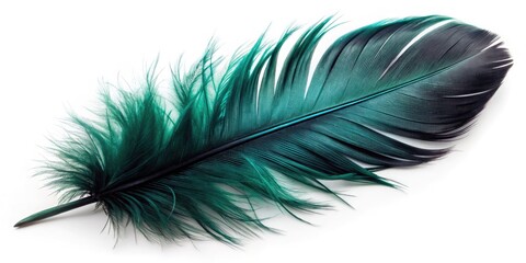 Fototapeta premium Elegant Black Feather Isolated on White Background for Stylish and Minimalistic Design Projects