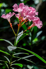 Blühende Oleander Pflanze in der Natur