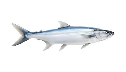 Obraz premium Close-up milkfish marine water isolated on transparent background