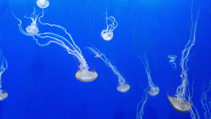 jellyfish in water