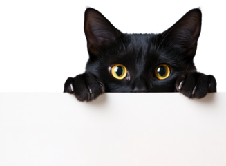 black cat peaking over a blank white sign board on a transparent background, cat hiding from a white banner png