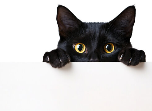 black cat peaking over a blank white sign board on a transparent background, cat hiding from a white banner png - Powered by Adobe