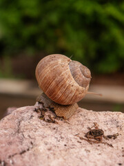Roman snail full body on stone back view