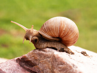 Wild Burgundy snail with horns and creamy brown spiral shell on big brown stone looking forward side close up view with green unfocused background 