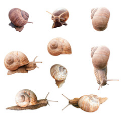 Wild Burgundy snail with horns and creamy brown spiral shell looking forward side, top, back, angle views set isolated on white