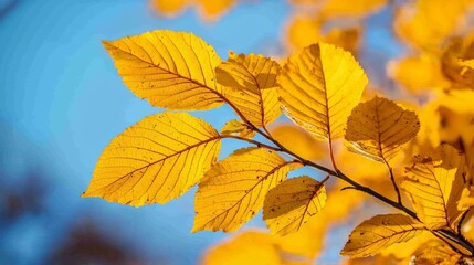 Fototapeta premium Golden autumn leaves against a clear blue sky.