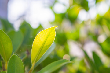 Natural plant green leaf in garden with bokeh background