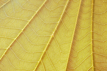 Natural plant brown leaf texture surface background