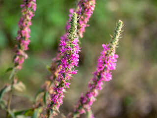 Summer flowering   Lythrum Tomentosum or Spiked Loosestrife and Purple Lythrum on a green blured background. Flower of pink Lysimachia Fortunei flower blooming by the pond