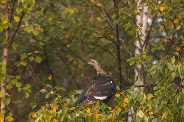 A young black grouse sits on a birch branch