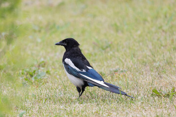 Magpie bird stands on the road in summer