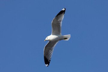 Close-up of a seagull flying in the sky