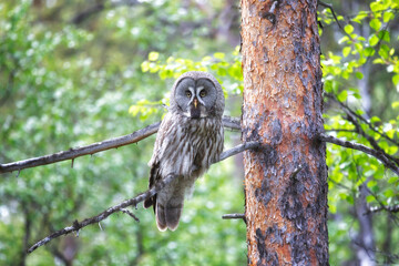 Great gray owl sitting on a tree branch close up