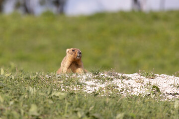 Marmot bobak on the grass on a summer day