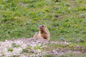 Marmot bobak lies on the grass close-up