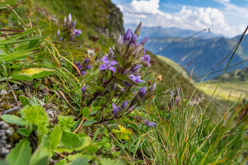 Gentianella aspera, Alpine flowers at the boarder of the way. the beautiful blossoms glow in blue and purple next to the hiking trail. beautiful flowers are located in the Alps of Vorarlberg, Austria