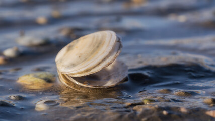 Nordsee Muschel