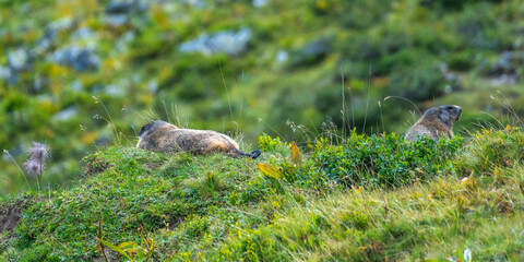 two marmots are looking for danger, together working they strengthen their family bond and are affectionate towards one another, the adult animals sits cool between alpine roses and autumnal flowers