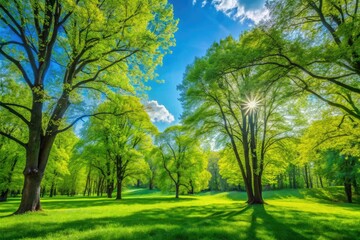 Lush Green Trees in a Spring Park Forest Surrounded by Fresh Leaves, Green Grass, and Blue Sky