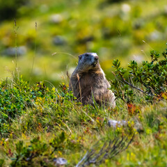 brown black marmot is watching me, attentive, careful father marmot looks for danger to his young to warn them, the adult animal sits between alpine roses and autumnal flowers and grasses, looking 