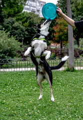 A view of a dog jumping and playing 