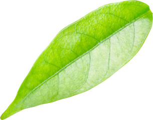 Obraz premium Natural green leaf isolated on white background