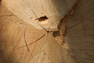 vista macro del taglio del tronco di un albero di legno