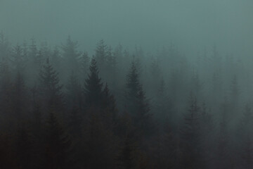 Nebelverhangener Wald – Mystische Stimmung in dunklen Tannen