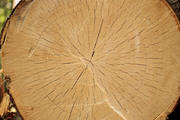 vista macro del taglio del tronco di un albero di legno