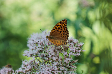 vista macro di una bellissima farfalla arancione a puntini neri su un fiore, di giorno, in estate