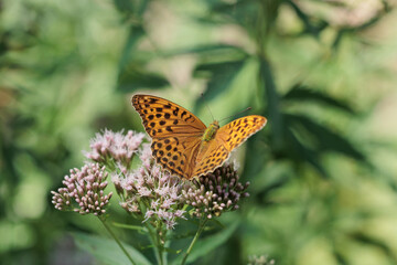 vista macro di una bellissima farfalla arancione a puntini neri su un fiore, di giorno, in estate