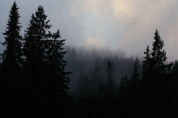 Misty morning  in Carpathian mountains, Ukrinae