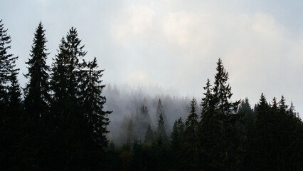 Misty morning taken in Carpathian mountains, Ukraine
