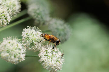 vista macro di un insetto arancione e nero, tipo mosca, su una pianta dai piccoli fiori bianchi, di giorno, in estate