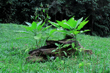 pieces of large tree branches overgrown with ferns and weeds