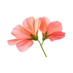 Geranium: A bright geranium bloom on a single stem. png, transparent background.