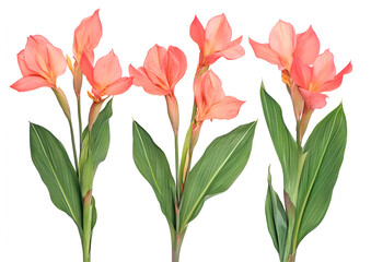 a group of pink flowers with green leaves

