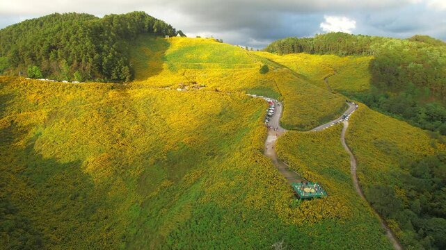 View of Mexican Sunflower Weed (Thung Bua Tong Fields at Doi Mae U Kho) at Mae Hong Son Province, Thailand, Asia