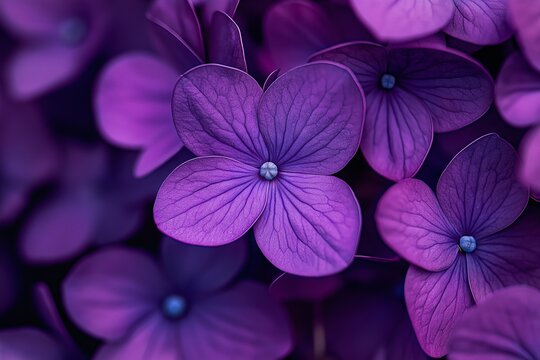 Close-up of purple flowers showcasing their intricate patterns and textures, enhanced by a soft background blur.