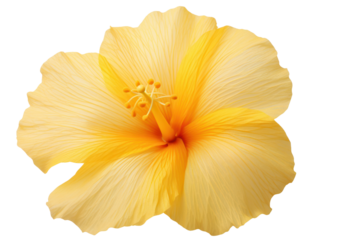Detailed shot of a bright yellow hibiscus flower with intricate petal textures, showcased on a clean white background.