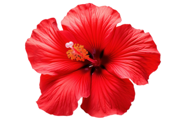 Close-up of a vibrant red hibiscus flower with lush petals and delicate stamen, set against a pure white background