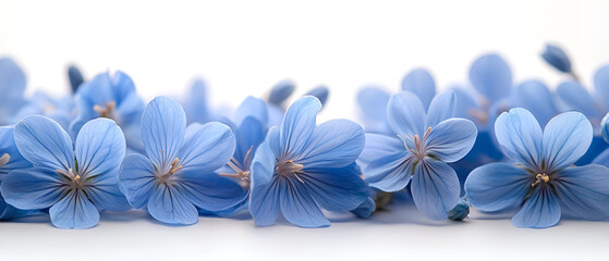 Obraz premium a group of blue flowers